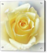 Hybrid Tea Rose - Yellow Acrylic Print