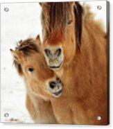 I Love My Mama -  Norwegian Fjord Horses - Colt Nuzzles Mother Acrylic Print