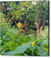 I Web You Acrylic Print