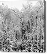 Ice Covered Trees, Eaton Rapids Acrylic Print