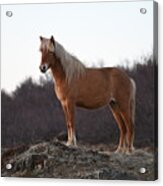 Icelandic Horse Brown Blonde Acrylic Print