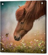 Icelandic Horse Acrylic Print