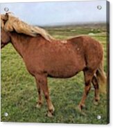 Icelandic Horse Acrylic Print