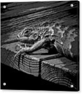 Iguana B/w Acrylic Print