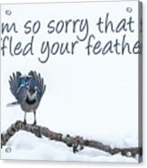 I'm Sorry Blue Jay Card Acrylic Print