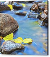 Impresions Of Autumn Acrylic Print