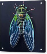 In-a-cicada-da-vida Acrylic Print