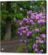 In Rhododendron Woods 28 Acrylic Print