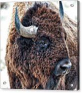 In The Presence Of Bison In Rocky Mountain Arsenal National Wildlife Refuge Acrylic Print