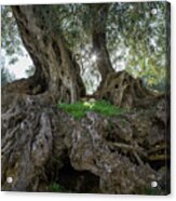 In The Shade Of The Olive Tree Acrylic Print
