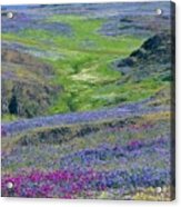 In The Valley Of Wildflowers Acrylic Print