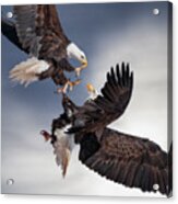In Your Face Bald Eagles Acrylic Print