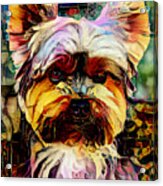 Introducing Alexander The Great Magician Yorkshire Terrier Dog 20210916 Acrylic Print