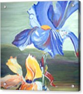 Blue And Yellow  Iris Acrylic Print