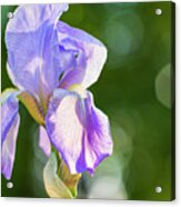 Iris 4 Acrylic Print