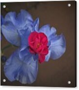 Iris And Rose Acrylic Print