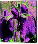 Iris In Neon Acrylic Print