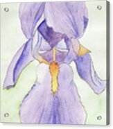 Iris Magic Acrylic Print