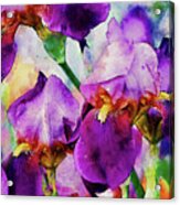 Iris Watercolor Art Acrylic Print