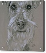 Irish Terrier Portrait In Graphite Acrylic Print