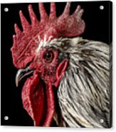 Isbar Rooster_1 Acrylic Print