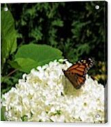 Island Butterfly Acrylic Print