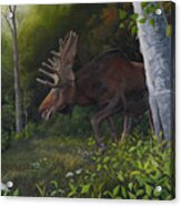 Northwoods Moose Acrylic Print