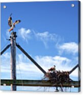 It's About Time You Got Home With The Take-out  - Osprey Returning To Nest Carrying Fish Dinner Acrylic Print