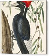 Ivory-billed Woodpecker Campephilus Principalis From The Natural History Of Carolina Florida And The Acrylic Print