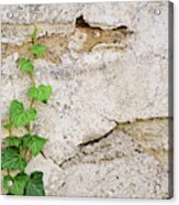 Ivy Crawling Up A Stone Wall Acrylic Print