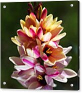 Ixia's Own Natural Bouquet Acrylic Print