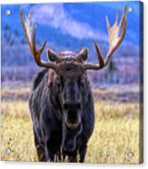 Jackson Hole Moose Acrylic Print