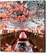 Japan Rising Sun Collection - Meguro River Cherry Blossom I V Acrylic Print