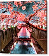 Japan Rising Sun Collection - Meguro River Cherry Blossom V I Acrylic Print