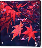 Japanese Maple Leaves Acrylic Print