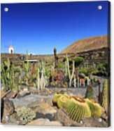 Jardin De Cactus Acrylic Print