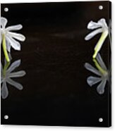 Jasmine Flower Reflection Acrylic Print