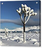 Joshua Tree In Snow Acrylic Print
