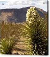 Joshua Tree Landscape Acrylic Print