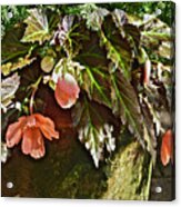 July Garden Visit Orange Begonia Acrylic Print