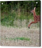Jump And Fly. White-tailed Deer Acrylic Print