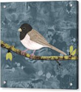 Junco Bird Acrylic Print