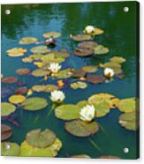 June Water Lilies On Pond Acrylic Print