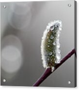 Just Tears This Spring. Willow Catkins Acrylic Print
