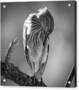 Juvenile Black Crowned Night Heron Preening - Black And White Acrylic Print