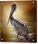Juvenile Brown Pelican Acrylic Print