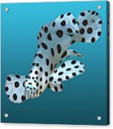 Juvenile Fish - Small Grouper On Gradient Blue Background - Acrylic Print