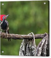 Lineated Woodpecker Lodge Manizales Caldas Colombia Acrylic Print