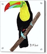 Keel-billed Toucan Day 3 Challenge Acrylic Print