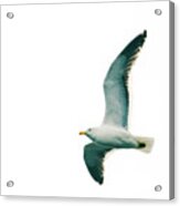 Kelp Gull In Flight Acrylic Print